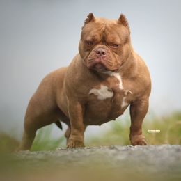Oni - American Bully