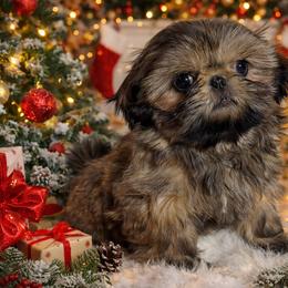 Heather - Gold female Shih Tzu puppy in Hayden, Idaho from Phoenix Shih Tzu