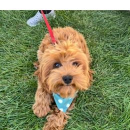 Ruby - Cavapoo