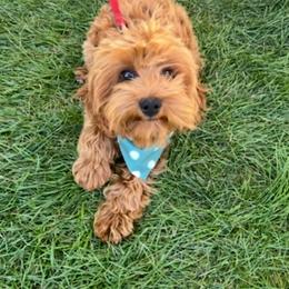 Ruby - Cavapoo