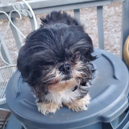 Cru - Shih Tzu