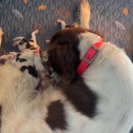 Boy 3 - Orange and white male Brittany puppy in Elko, Georgia from HillTop Brittany Kennel