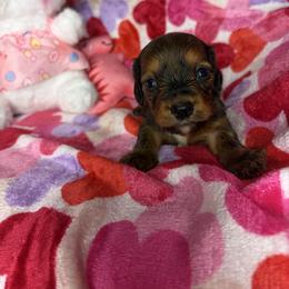 Toby - Brindle male Dachshund puppy in Lake City, Florida from My Ditzy Doxies of Florida