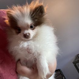 Pomeranian Puppies from Tammy Schell