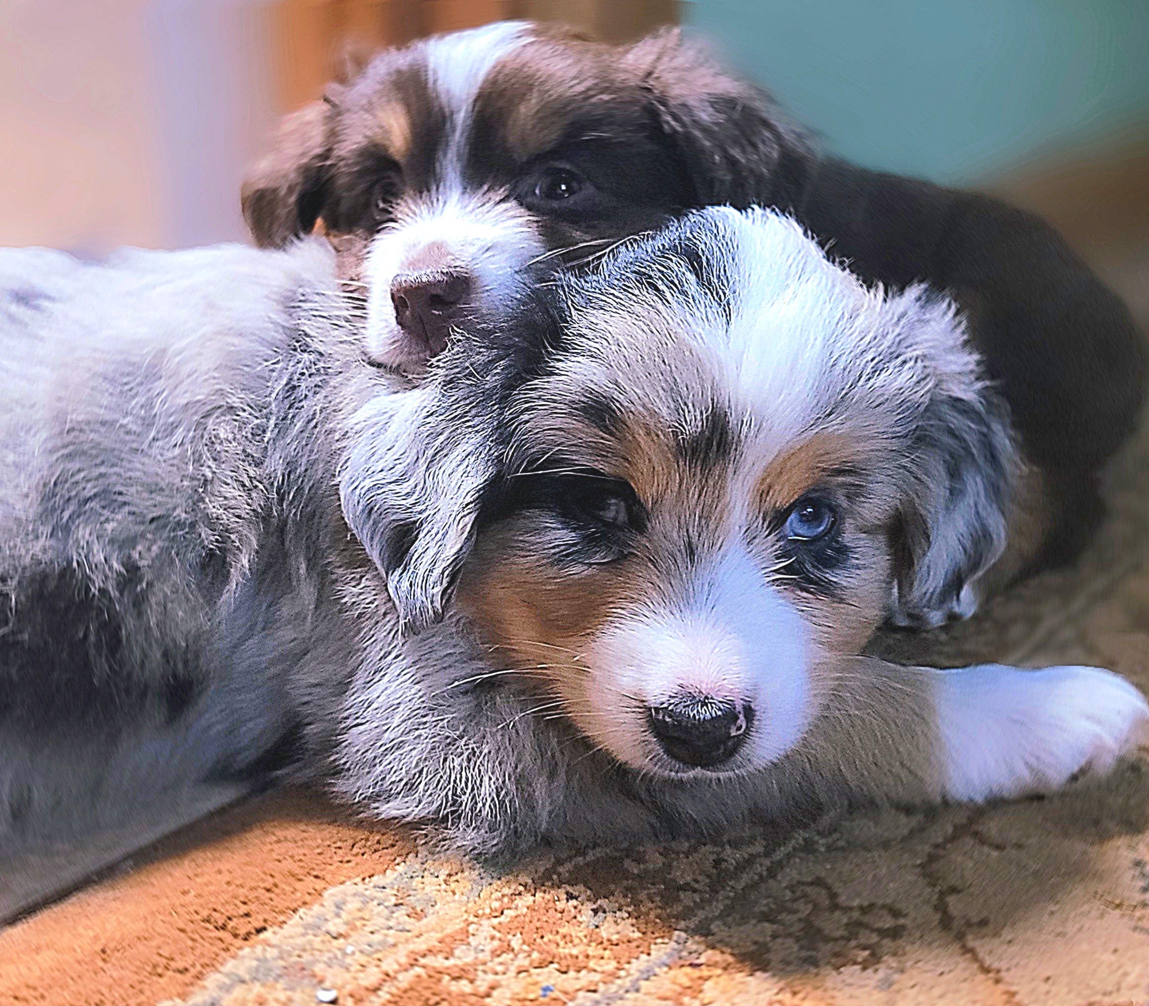 Jalapeño - Toy Australian Shepherd puppy in Oklahoma from Swickey Farms