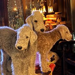 Bedlington Terrier Puppies from RYAS Bedlington Terriers Kennel