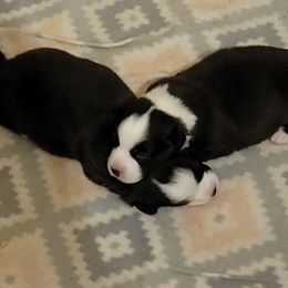 Cardigan Welsh Corgi Puppies from Dragonfly Cardigan Welsh Corgis
