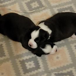 Cardigan Welsh Corgi Puppies from Dragonfly Cardigan Welsh Corgis
