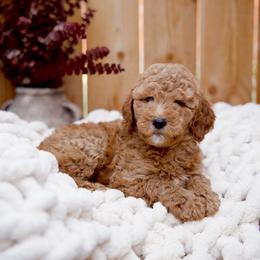 Orange collar girl - Red  female Goldendoodle puppy in Spokane, Washington from Beloved_doodles_WA