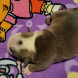Bulldog Puppies from Luka Brasi Bullies LLC
