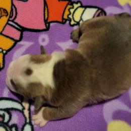 Bulldog Puppies from Luka Brasi Bullies LLC