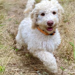 Goldie - Caramel cream female Labradoodle puppy in Toledo, Washington from Bigfoot Doodles