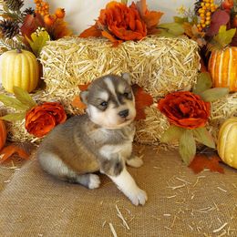 Companion Cross and Siberian Husky Puppies from Hatfield Huskies