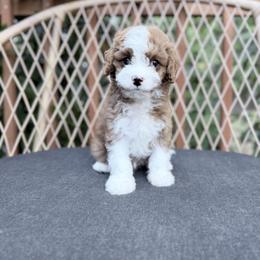 Dopey - Red male Cavapoo puppy in Bellevue, Washington from Sweetheart Doodles