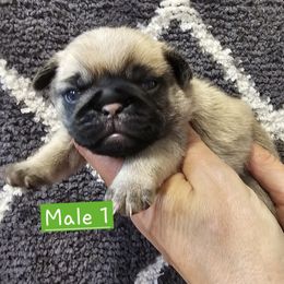 Fawn male 1 - Fawn male Pug puppy in Martville, New York from Hug a Pug LLC