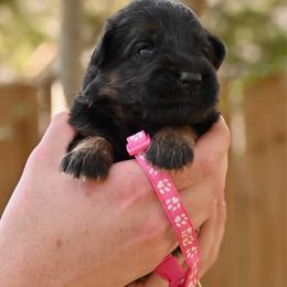 Addison - Black and red female German Shepherd puppy in Canton, Texas from WILDWOOD GERMAN SHEPHERDS