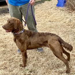 Burdi - Chesapeake Bay Retriever