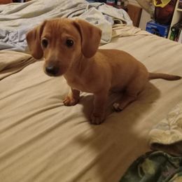 Dachshund Puppies from Sherman's Dachshunds