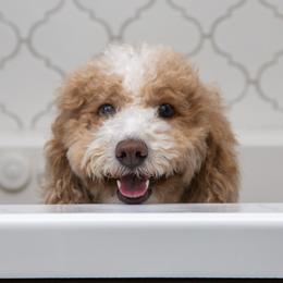 Willow - Golden Aussiedoodle