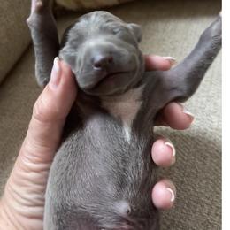 Massimo - Blue male Italian Greyhound puppy in Plains, Georgia from Amayz Italian Greyhounds