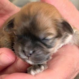 Heidi - Brindle female Lhasa Apso puppy in Fort Worth, Texas from Cynthia's Lhasa Apsos
