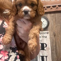 Rusty - Ruby male Cavalier King Charles Spaniel puppy in Lambertville, Michigan from Dream Dog LLC