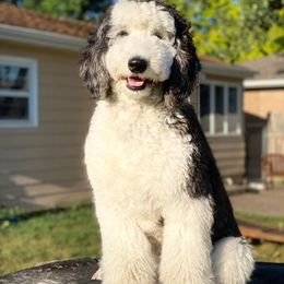 Sheepadoodles from Red River Doodles