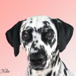 Nika - Dalmatian
