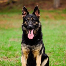 Levie - German Shepherd