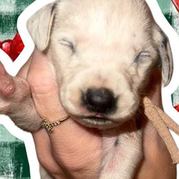 Snowball - White and black female Dalmatian puppy in Bremen, Georgia from Clark’s Dalmatians