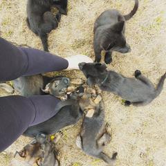 German Shepherd Puppies from Rose Valley German Shepherds