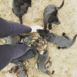 German Shepherd Puppies from Rose Valley German Shepherds