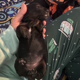 Dachshund Puppies from With Love From Maggie