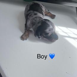 Boy 1 - Piebald male Dachshund puppy in Harrisburg, Oregon from Funny Farm Dachshunds