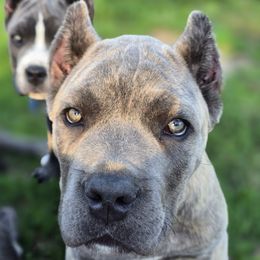 Dax - Gray brindle male Cane Corso puppy in Chestertown, Maryland from Willow Creek Cane Corsos