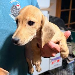 Alex - Cream male Dachshund puppy in Gavilan Hills, California from Bacchanal Kennel/Ranch