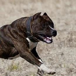 Omen - American Staffordshire Terrier