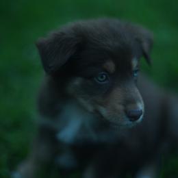 Baker - Red tri-color male Australian Shepherd puppy in Altmar, New York from E&C Australian Shepherds