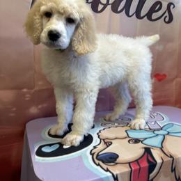 Louie - Parti male Poodle puppy in Mobile, Alabama from Semmy’s Standard Poodle LLC