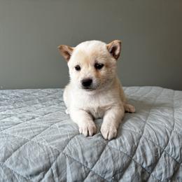 Lizzy - Cream female Shiba Inu puppy in Monett, Missouri from Happy Tails Shiba Inus