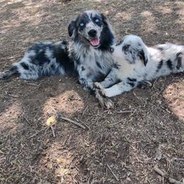 Australian Shepherd Puppies from Southern Boy Blues Aussies