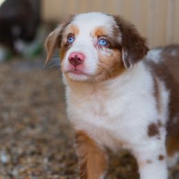 Aussiedoodles and Miniature Australian Shepherds from Blue Rain Aussies