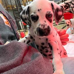 Orange Collar Female - White and black female Dalmatian puppy in Colome, South Dakota from KB Ridgebacks and Dals, LLC