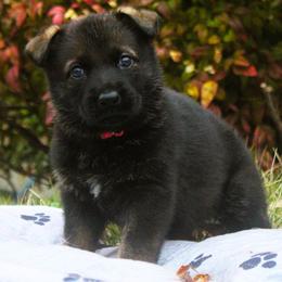 Pink Collar - Sable female German Shepherd puppy in Mansfield, Texas from Vom Anfang German Shepherds