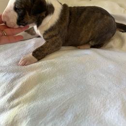 Girl 2 - Brindle and white female Bull Terrier puppy in Trussville, Alabama from Alabama Bull Terriers