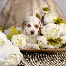 Roosevelt - Parti male Goldendoodle puppy in Sheridan, Arkansas from Arkie Doodles