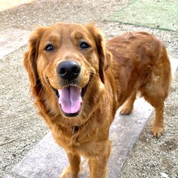 Rose - Golden Retriever