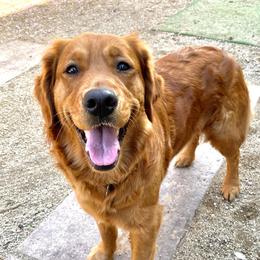 Rose - Golden Retriever