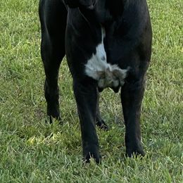 Odin - Cane Corso