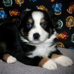 Valentine - Black tri male Miniature Australian Shepherd puppy in El Dorado Springs, Missouri from HP Aussie Kennels